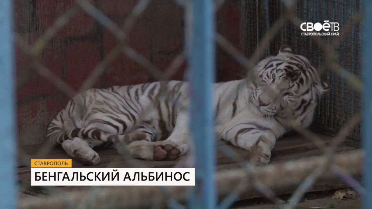 Бенгальский тигр альбинос появился в ставропольском зоопарке смотреть онлайн