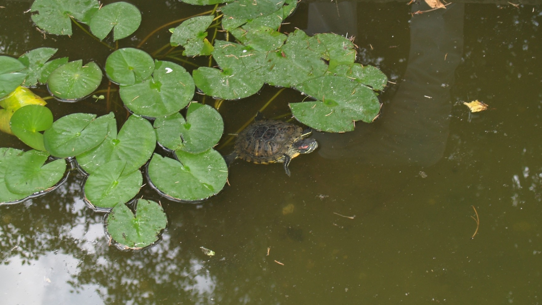 Подожди, пока рассцветёт кувшинка  Индивидуация Активное воображение Pieces Of Peace
смотри описание