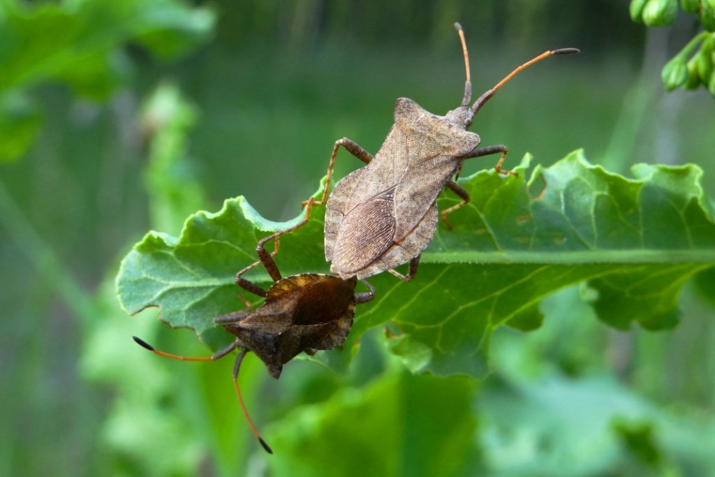 Краевик окаймлённый. ( Coreus marginatus ) смотреть онлайн