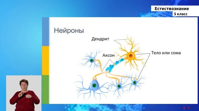 5-класс | Естествознание | Человеческий мозг смотреть онлайн
