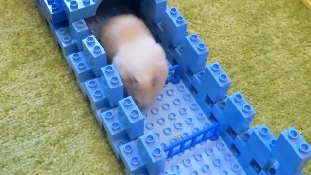 ЛАБИРИНТ ИЗ ЛЕГО ДЛЯ ХОМЯКА