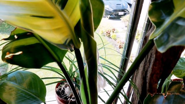 Massive Plant Shelf Move & Mini Houseplant Tour смотреть онлайн