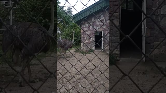 Гродненский зоопарк. Страус .#гродно #зоопарк смотреть онлайн