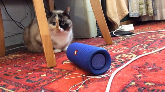 Моя кошка Даша и колонка jbl flip 4 смотреть онлайн