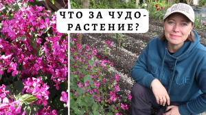 Лунария от посева до цветения / Сухоцветы для букетов