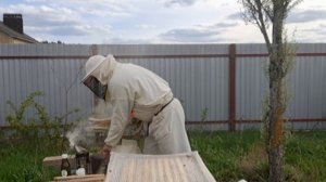 Обработка пчелиных семей пихтовым маслом