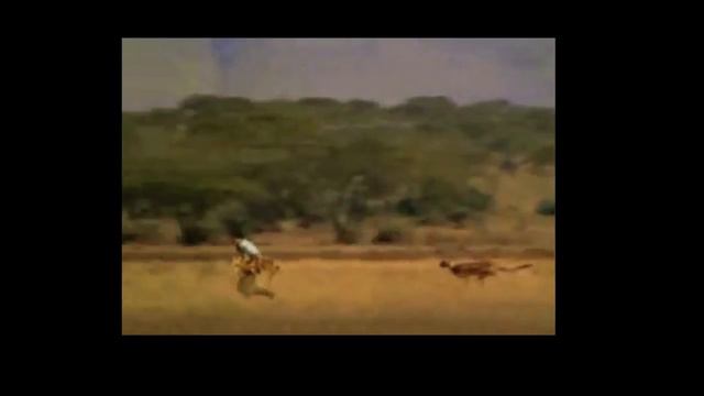 Man Saves A7X from Cheetah смотреть онлайн