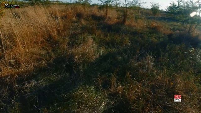 ОХОТА НА ФАЗАНА С СОБАКАМИ ?ПАТРОН САМОКРУТ?PHEASANT HUNTING? #охотанафазана #pheasanthunting