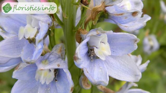 Посадка дельфиниума и уход, выращивание дельфиниума из семян смотреть онлайн