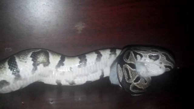 Королевский Ангел кушает смотреть онлайн