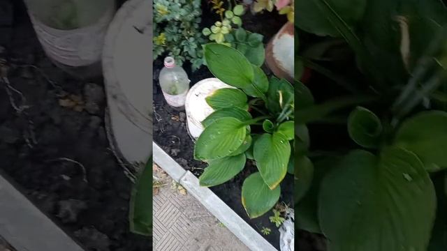 Пересаджую троянди в спеку!І все росте! смотреть онлайн