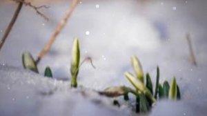 С первым днем весны!