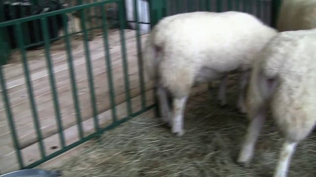 Овцы породы Тексель от племзавода ООО АПК Александровское 2013 смотреть онлайн