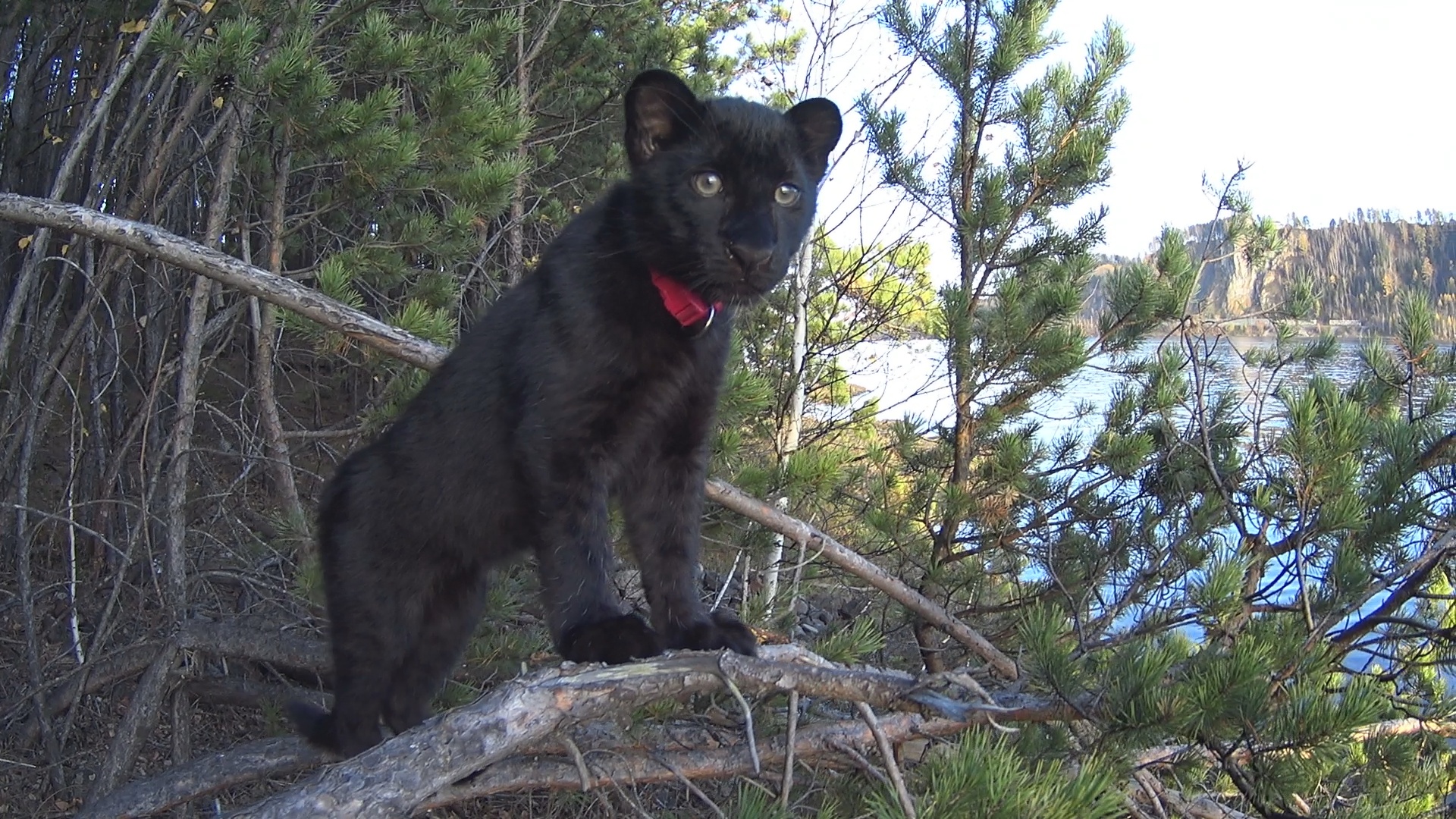Черный леопард Луна и ротвейлер Венза гуляют на закате / Нежности от пантеры