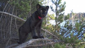 Черный леопард Луна и ротвейлер Венза гуляют на закате / Нежности от пантеры