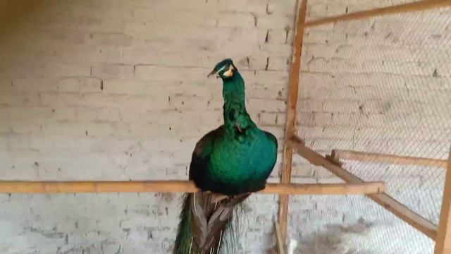peacocks leny k lye dost k farm ka visit смотреть онлайн