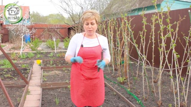 Озимый чеснок весной - подкормка чеснока весной -  хитсад тв