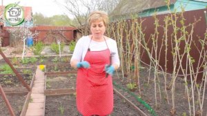 Озимый чеснок весной - подкормка чеснока весной -  хитсад тв