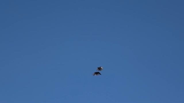 СтройСоветы