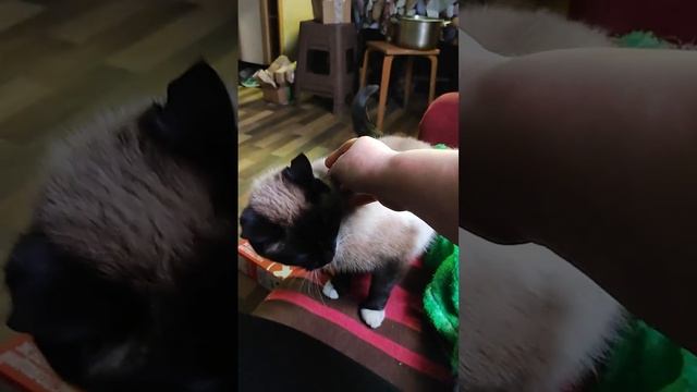 дай 15 лайков! смотреть онлайн