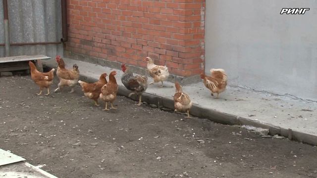 Луховицкая ветеринарная станция предупреждает об опасности птичьего гриппа