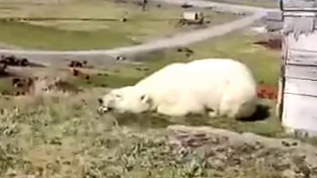 ЧТО ЛЮДИ СДЕЛАЛИ, УЖАС! Посмотрите что происходит в мире смотреть онлайн