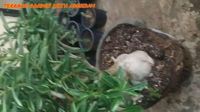RAINY SEASON ME ADENIUM PLANT KAISE REPOT KARE !! @terracegardenwithadenium2098 смотреть онлайн