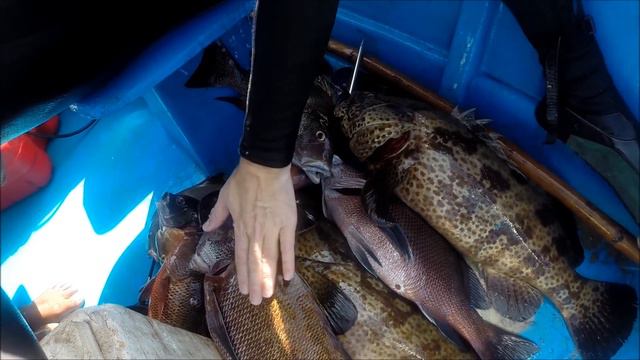 Spearfishing SEABASS. Подводная охота март 2018. Гоа. смотреть онлайн