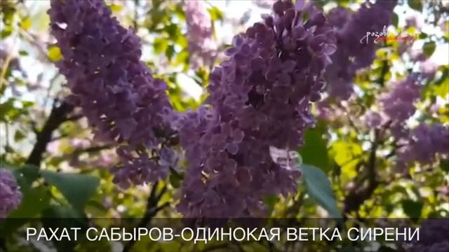 Рахат Сабыров - ОДИНОКАЯ ВЕТКА СИРЕНИ(cover) смотреть онлайн