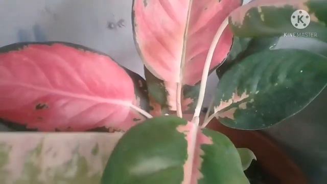 Aglaonema Commutatum