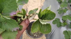 Определяем болезни клубники!