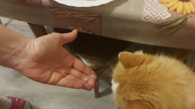 Шок-контент. Рыжий Кот и сырое мясо смотреть онлайн