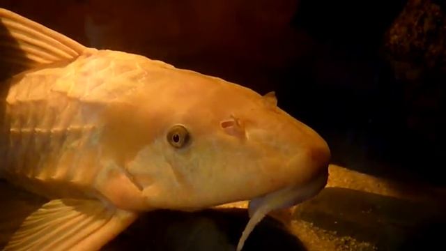 Hypostomus Plecostomus