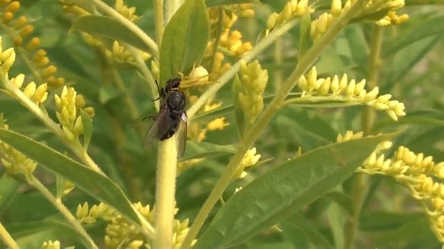 Золотарник - финиш медосбора. смотреть онлайн