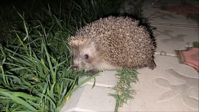 We Found The Daytime Thief Who's Eating Our Cats' Food !! смотреть онлайн