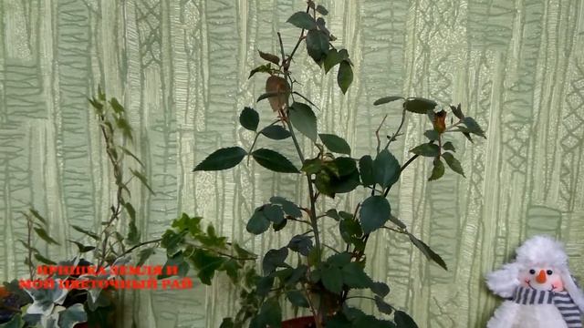 СтройТочка Зрения