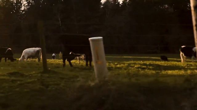 COLD BOYS - Surf The Pacific Nth West at 2018 смотреть онлайн