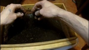 ПРОСЕИВАЮ КОКОНЫ,ЧЕРВЕЙ И БИОГУМУС