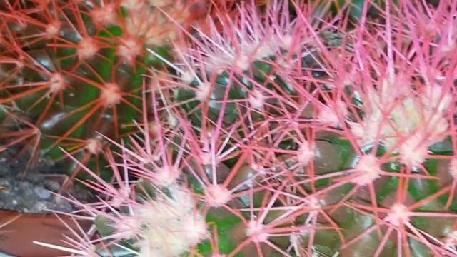 Ритуал - онлайн Порча на удачу и деньги на врага на кактус.  К Кими и Хосан Эку.