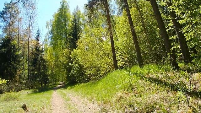 Прогулка по участку смешанного леса. смотреть онлайн