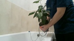 Еженедельный уход за растениями, пересадка спатифиллума ?