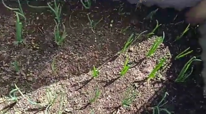 Лук через 20 дней после посадки. смотреть онлайн