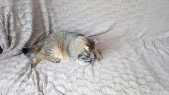 Кот играет с рыбой с алиэкспресс смотреть онлайн