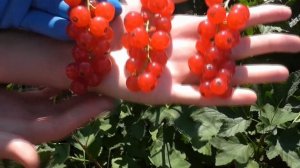 СВЯТОМИХАЙЛОВСКАЯ. Красная смородина со сладким вкусом.