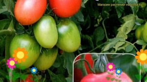 Томат Амадей (Томат). Краткий обзор, описание характеристик, где купить семена solanum lycopersicum