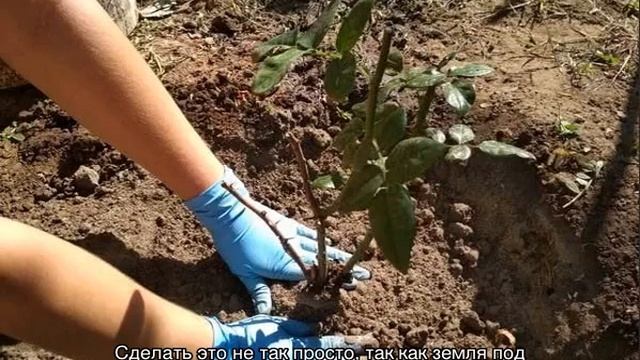 Когда пересаживать розы с одного места на другое смотреть онлайн