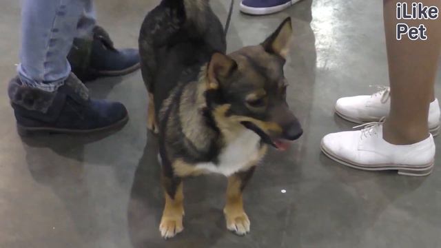 5 продуктов, которые нельзя давать собакам смотреть онлайн