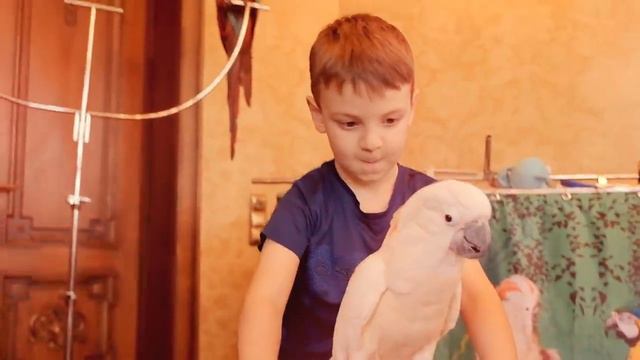 🇦🇲 НОВЫЙ АРМЯНИН / клип смотреть онлайн