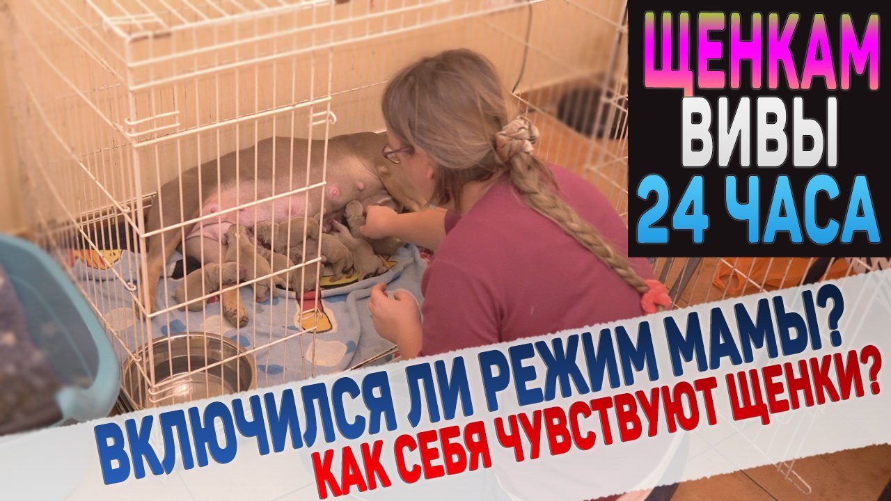 Первый день жизни щенков позади. Как щенки и как их мама? смотреть онлайн