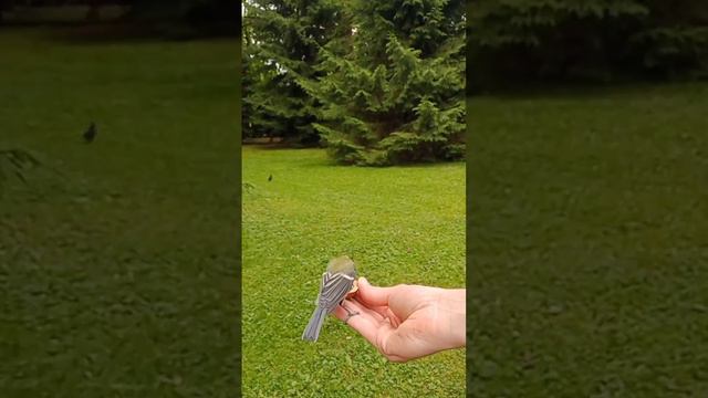 Белки с птицами чуть ли не дерутся за орехи... обжоры смотреть онлайн